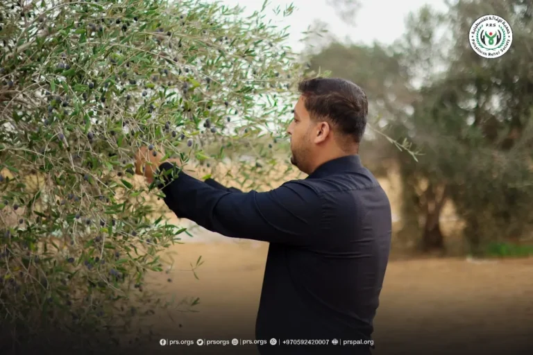 Opening of the olive harvest season